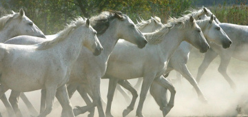 chevaux de Camargue